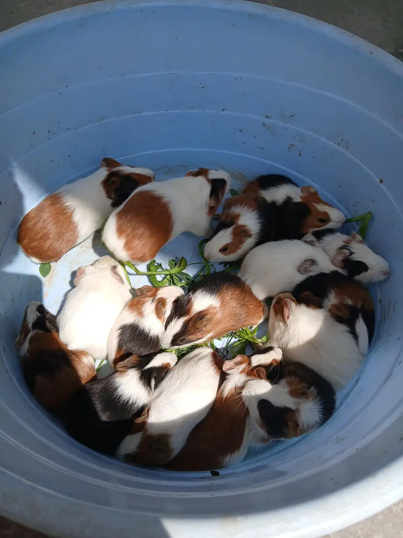 guinea pig hamsters babies and breeder — photo 4