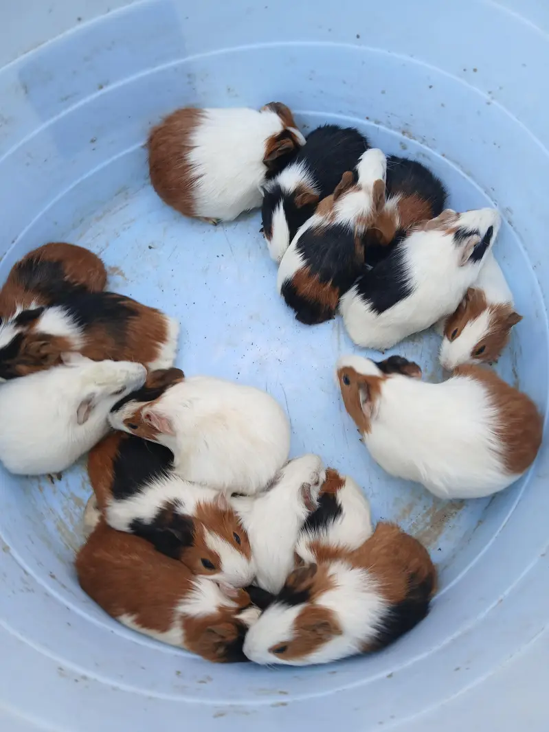 guinea pig hamsters babies and breeder — photo 5