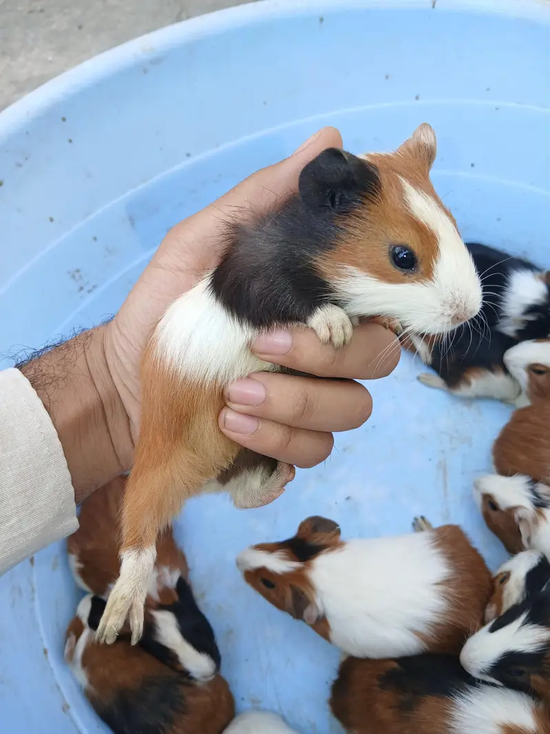 guinea pig hamsters babies and breeder — photo 6