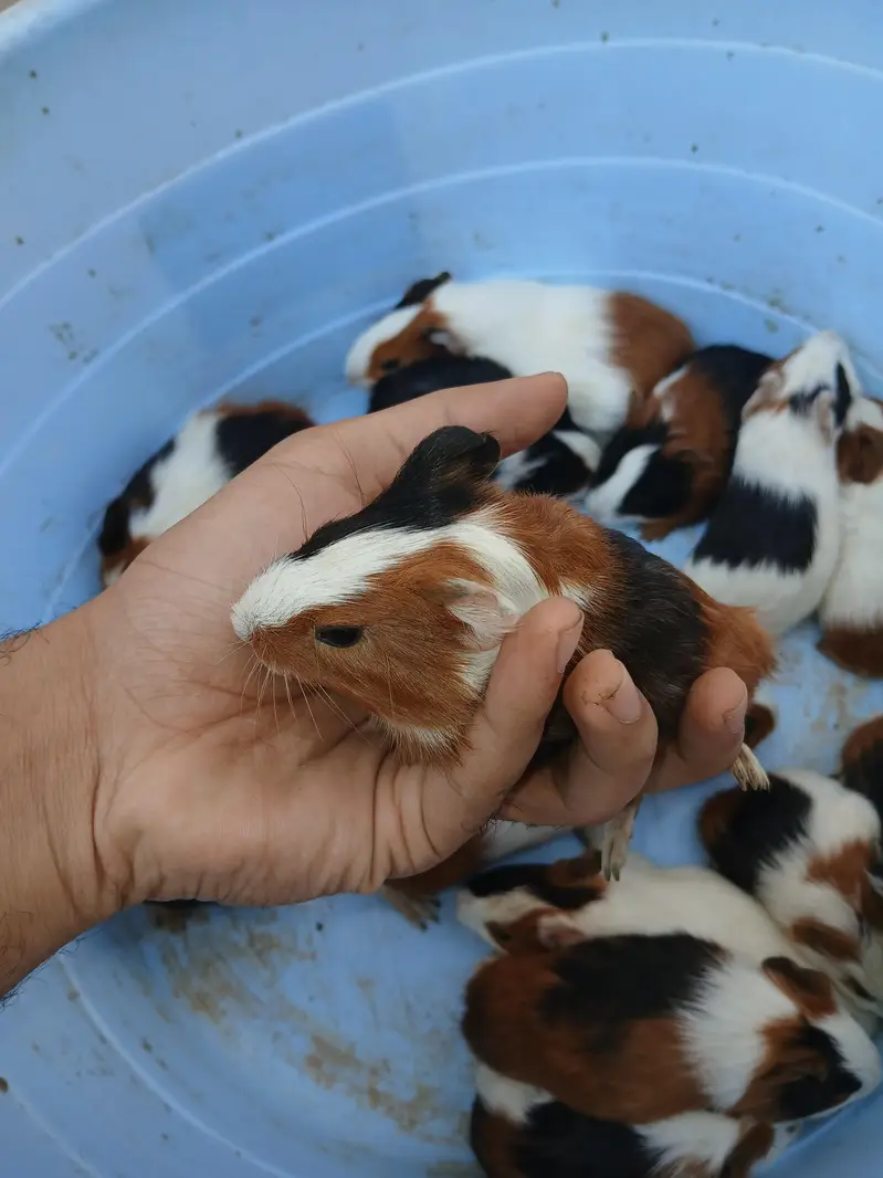 guinea pig hamsters babies and breeder — photo 7