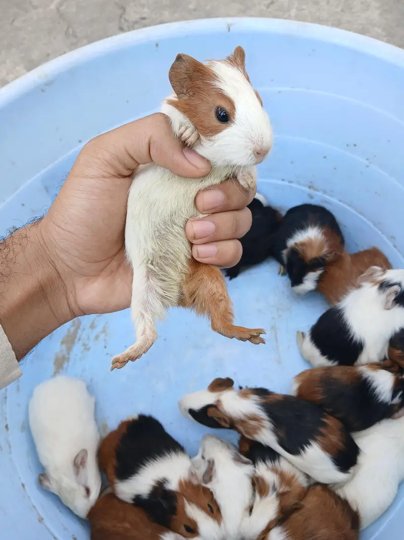 guinea pig hamsters babies and breeder — photo 8
