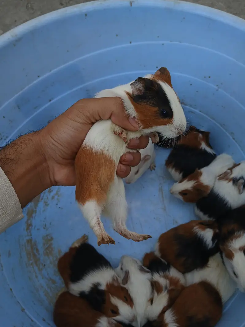 guinea pig hamsters babies and breeder — photo 9
