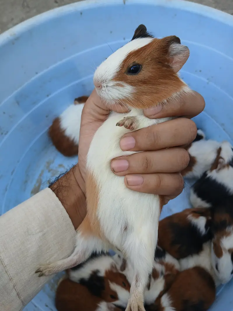 guinea pig hamsters babies and breeder — photo 10