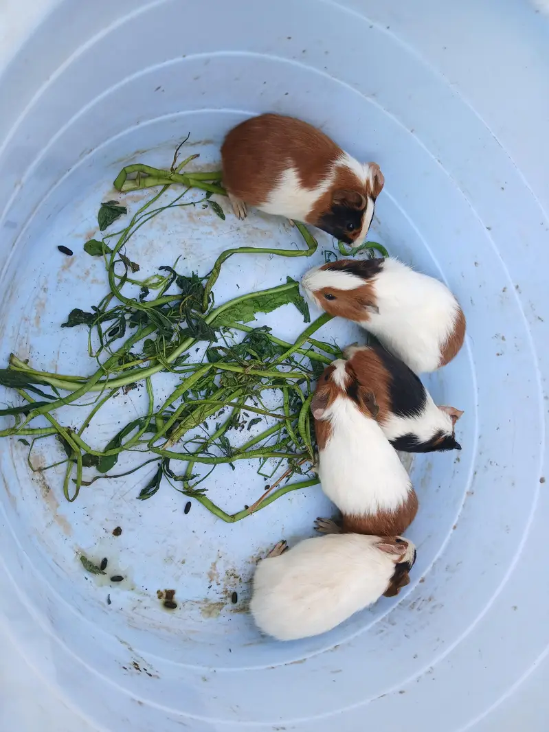 guinea pig hamsters babies and breeder — photo 11