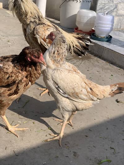 1 Aseel Mianwali Murga. . . . . 2 Aseel Sindhi Murgian