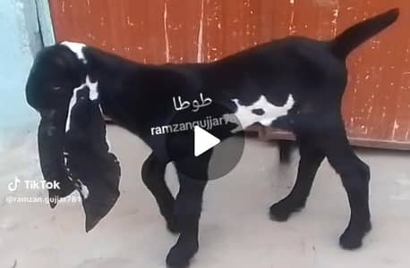 Pure Desi beatal nasal sahiwal