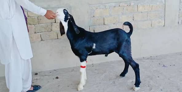 2 Bakre For Sale/ 0310 2718481