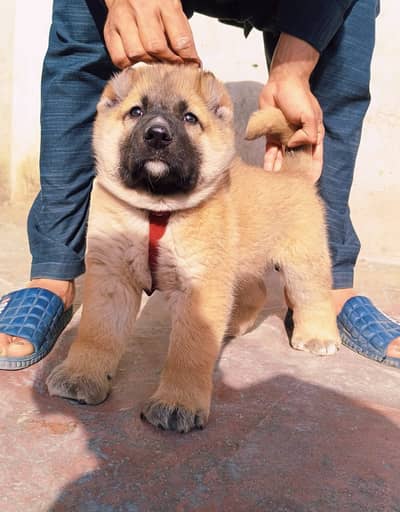 kangal | Turkish kangal | kurdish kangal | kangal dog | kangal puppy