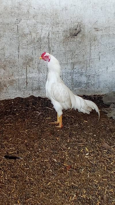 Heera patha for sale