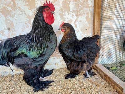 Balack buff heavy Cuchin Fancy 3 chiks