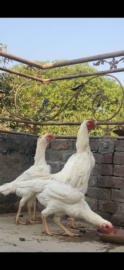 Premium Quality Pure German White O shamo Breeder Pairs