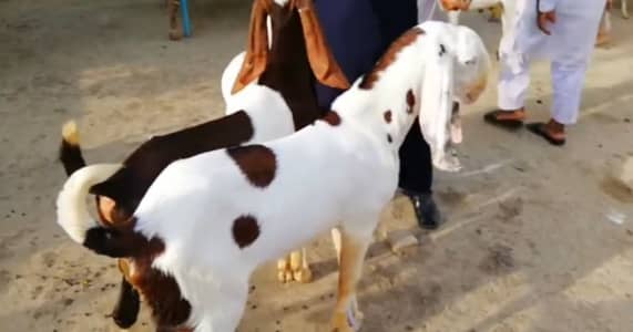 2 Bakre for the call Number:03102729869