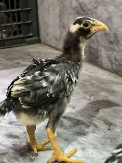 Aseel shamo  healthy and active chicks for sale