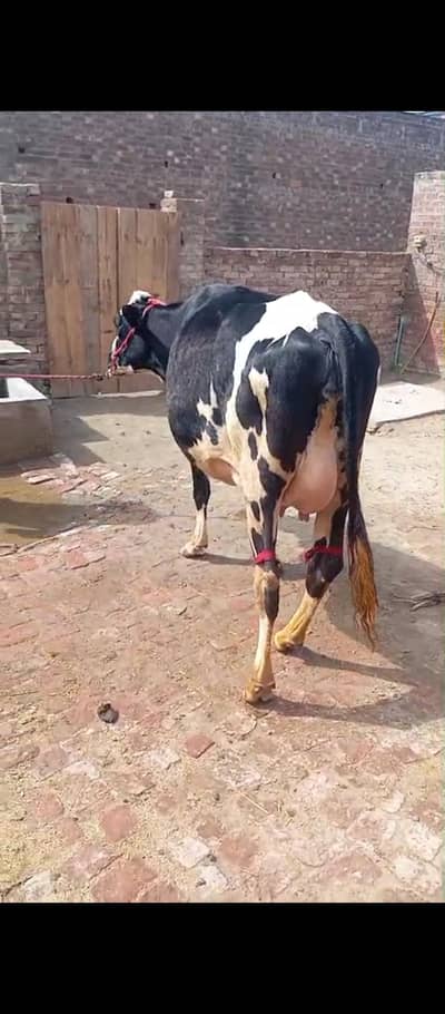 پہلن فریزین ویڑ