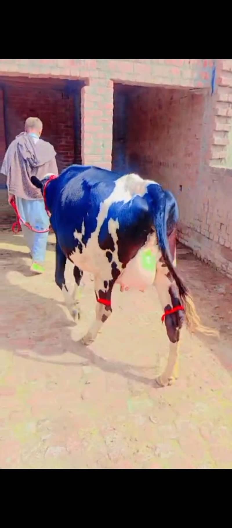 پہلن فریزین ویڑ 1