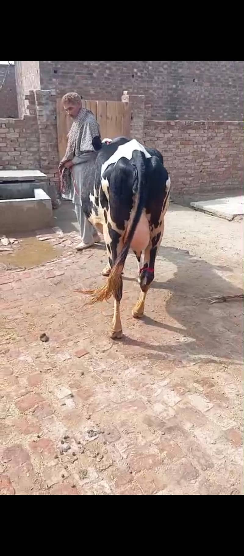 پہلن فریزین ویڑ 2