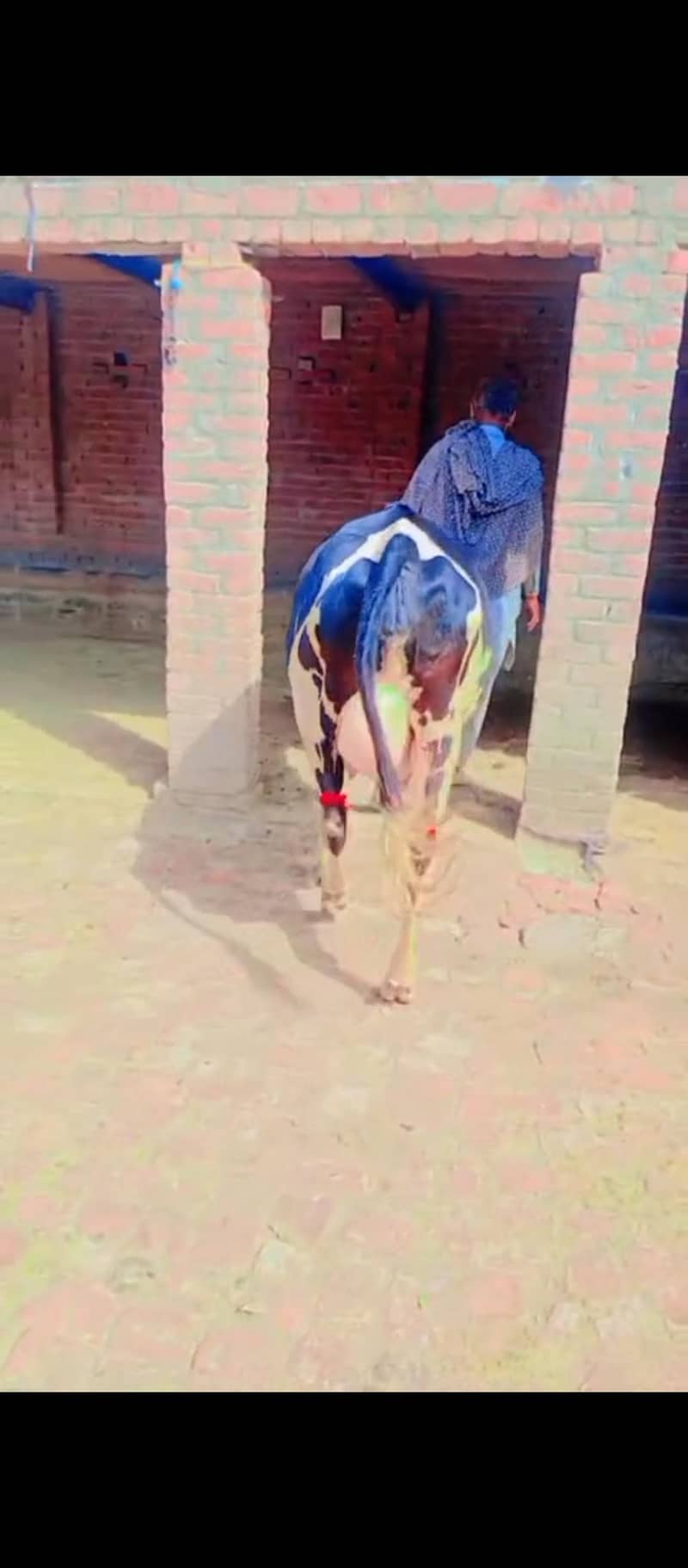 پہلن فریزین ویڑ 3