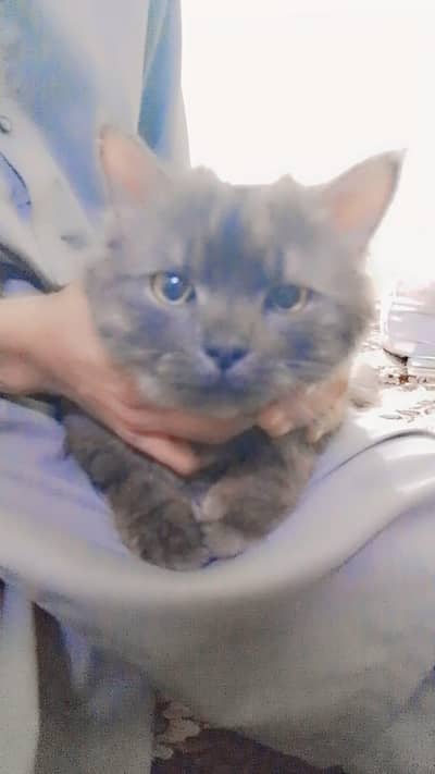 German double Cote yellow eyes