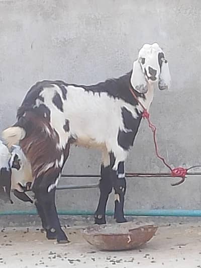 2 dant Bakra