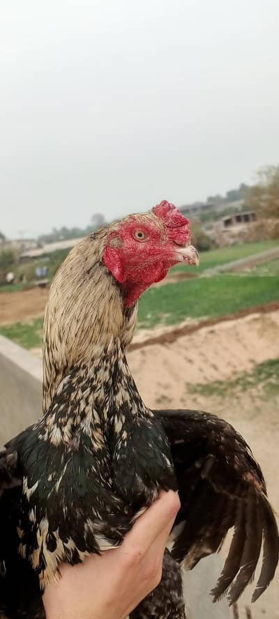 Sawa Aseel chutki pa laga huva