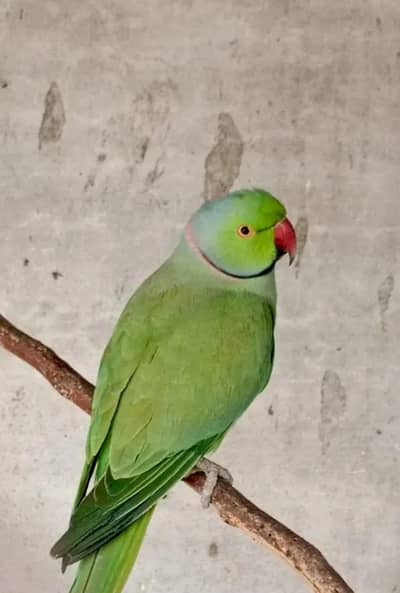 healthy and Active Breeder Pairs and Chiks