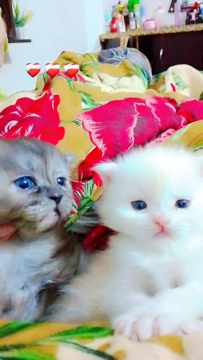 Persian kitten