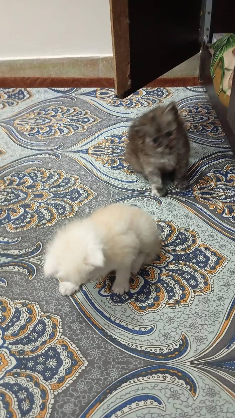 Persian kitten 1