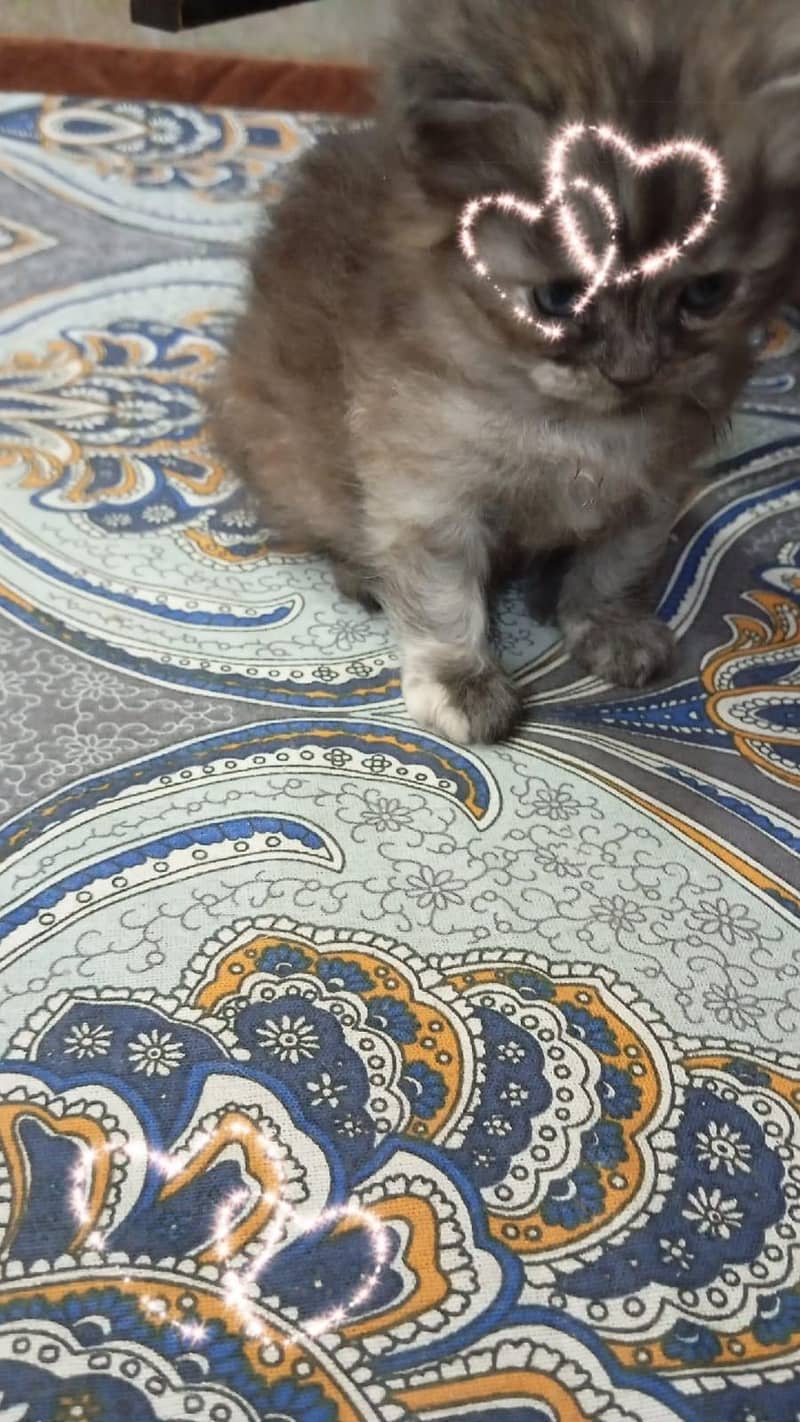Persian kitten 2