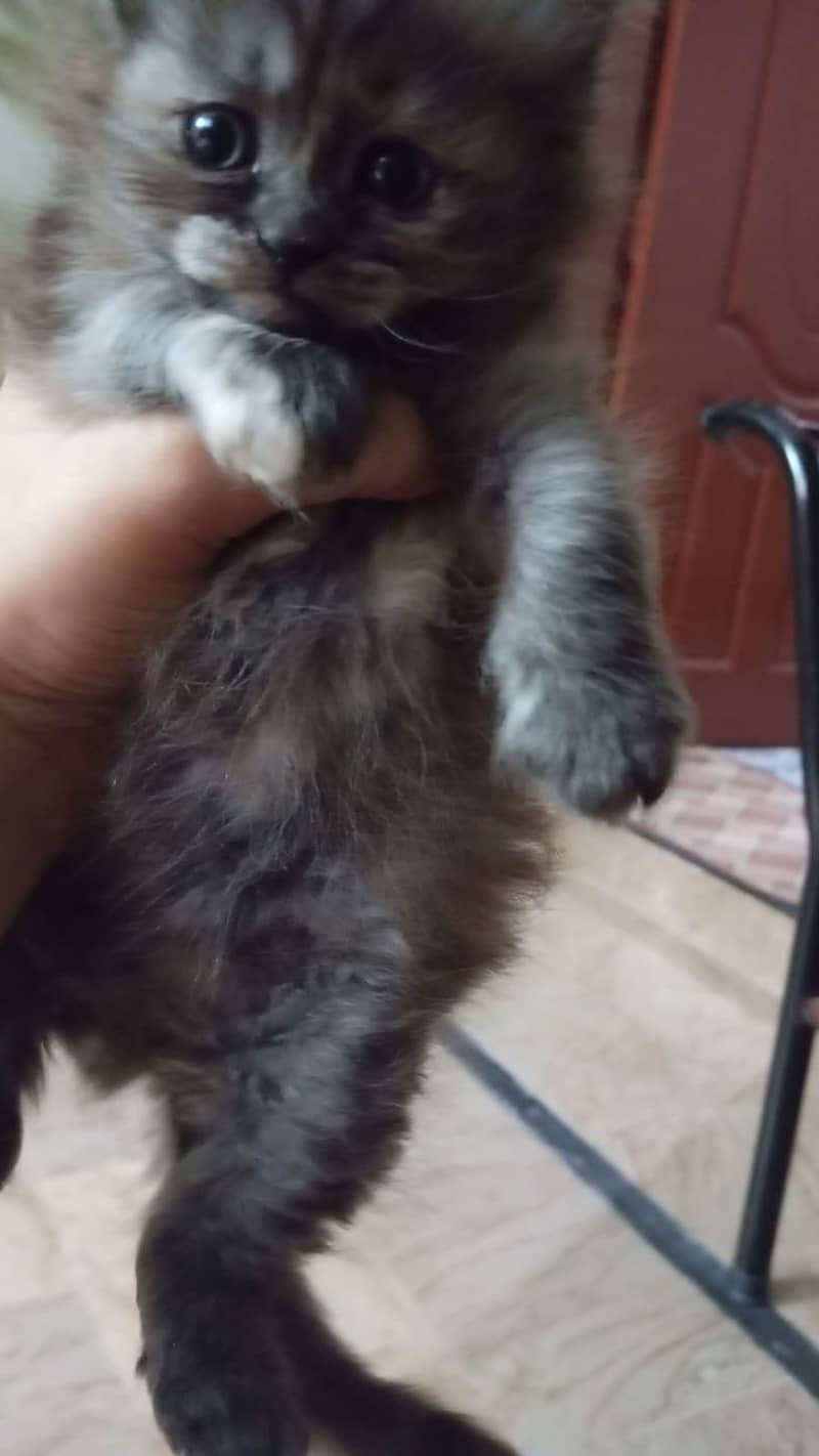Persian kitten 3