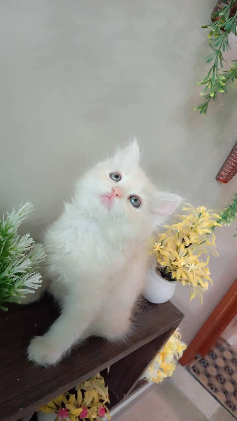 Persian kitten 4
