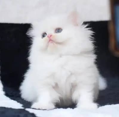 Persian female kitten for sale My WhatsApp number 0321-83-87-945