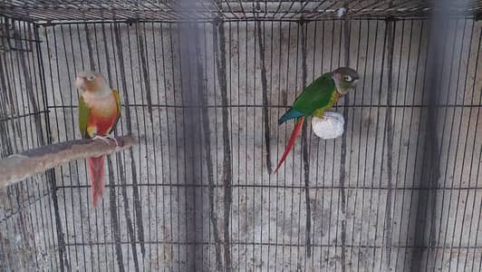 conure bredar pair . . 03246446064