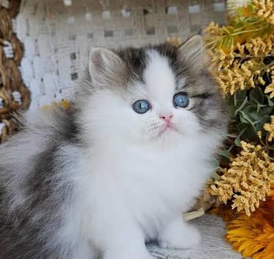 Persian cat for sale my WhatsApp number 03 45 70 84 434