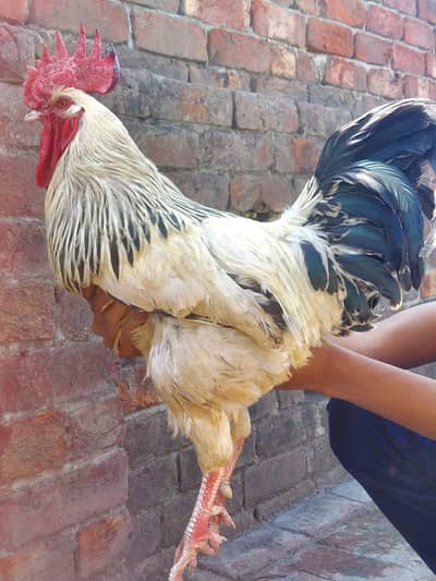 Shamo pair or trio set  and light Sussex male for sale