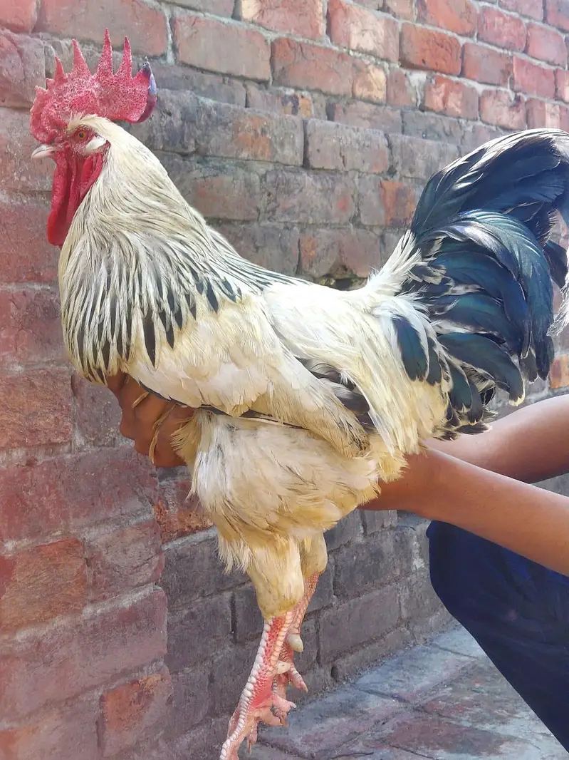Shamo females and light Sussex Male For sale