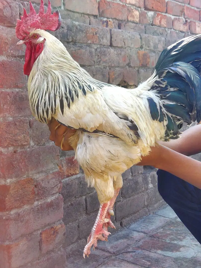 Shamo females and light Sussex Male For sale — photo 3