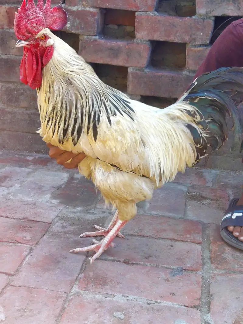 Shamo females and light Sussex Male For sale — photo 5