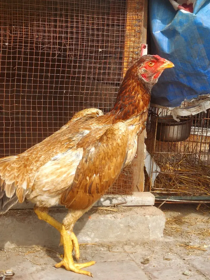 Shamo females and light Sussex Male For sale — photo 6