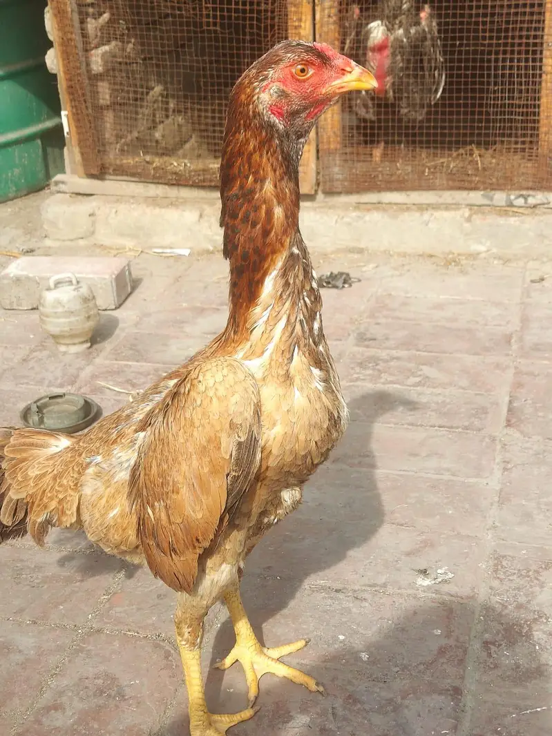 Shamo females and light Sussex Male For sale — photo 7