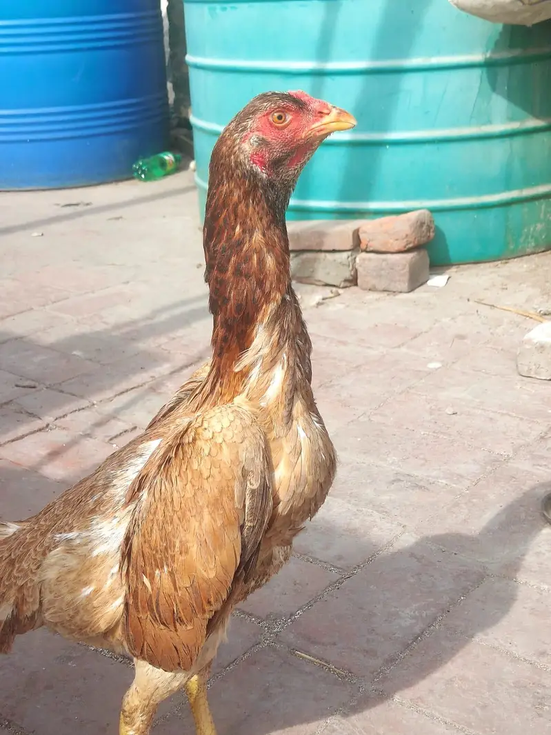 Shamo females and light Sussex Male For sale — photo 8