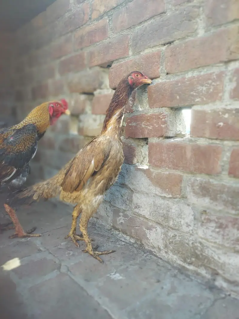 Shamo females and light Sussex Male For sale — photo 9