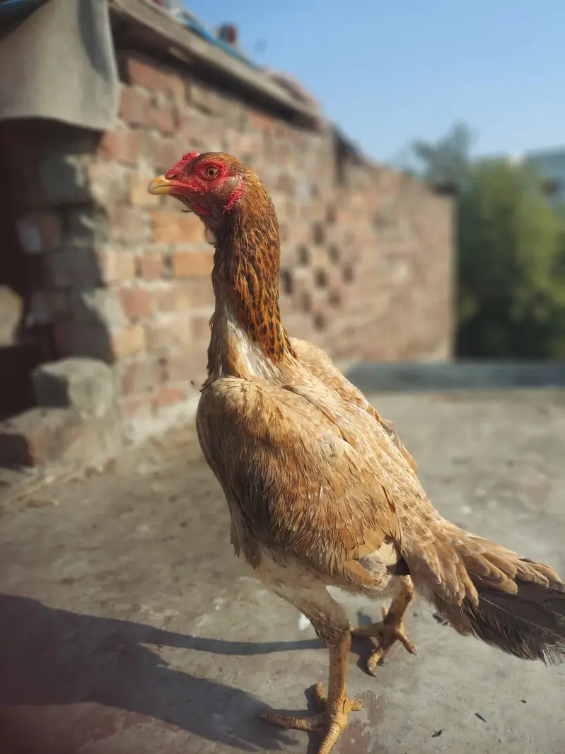 Shamo females and light Sussex Male For sale — photo 10