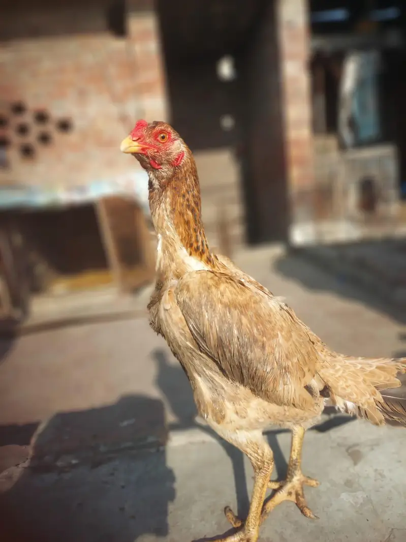 Shamo females and light Sussex Male For sale — photo 11