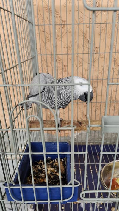 African grey Female for sale