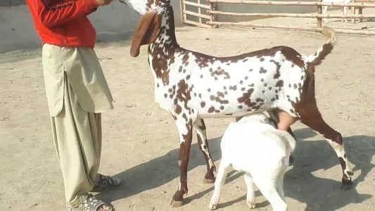 2 Bacchon ka sath Makkah chini Bakri For Sale,+03221442364