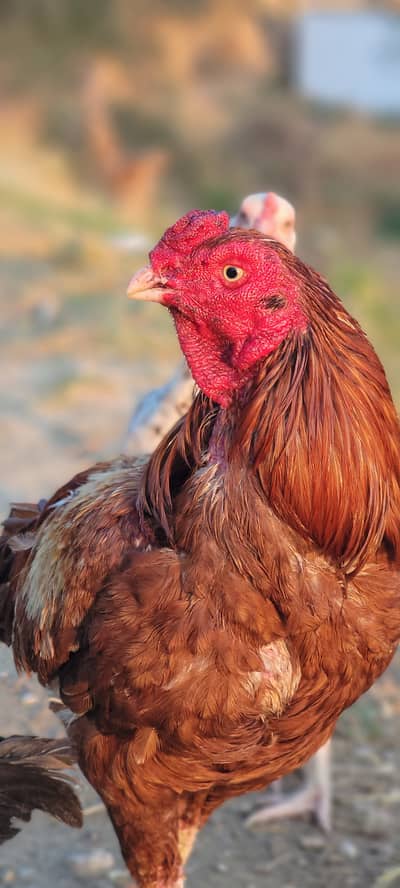 Aseel kandari cross murga for sale aseel murgi cheni long hight