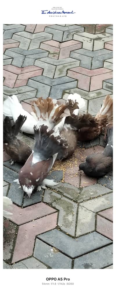 11 pigeons for sale and 2 baby