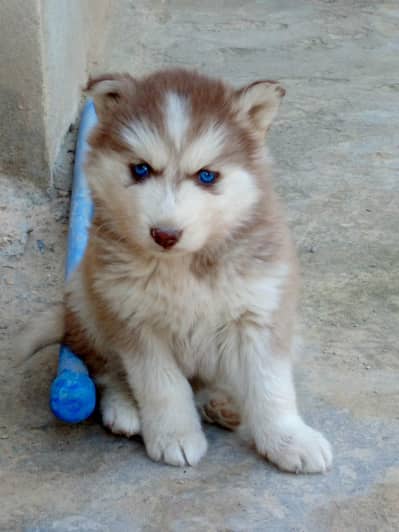 Blue Eyes Husky Puppy for Sale