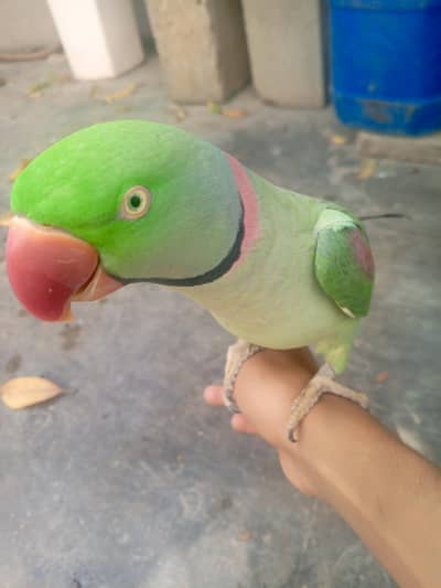 PAHARI TOTA for sale arjant