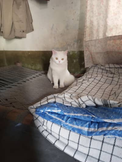 High quality persian cat healthy and activ